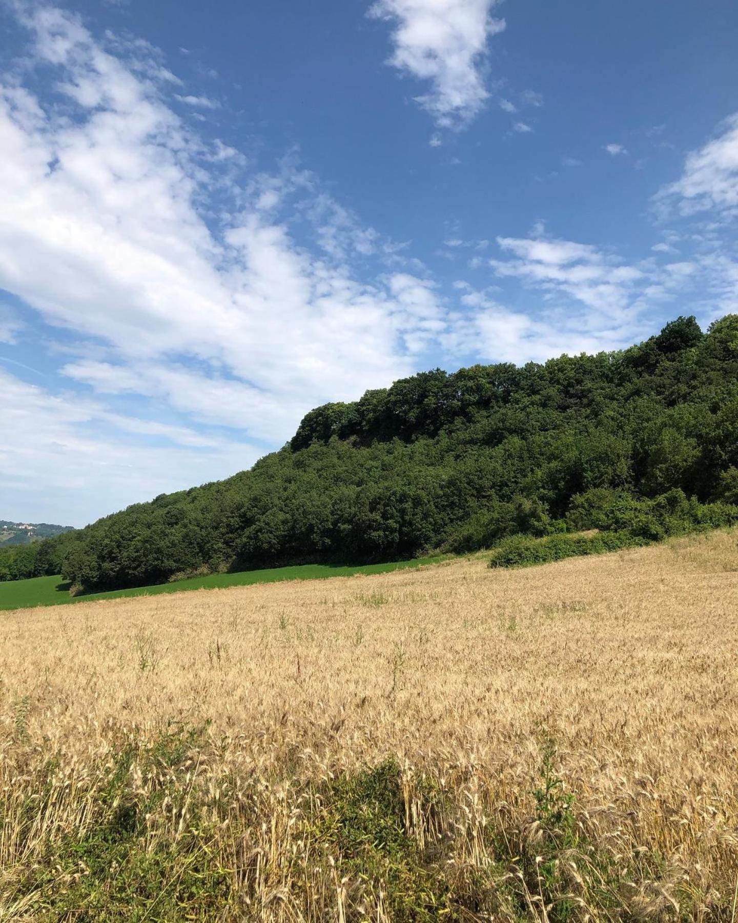 Agriturismo L'Esinante Cupramontana Εξωτερικό φωτογραφία